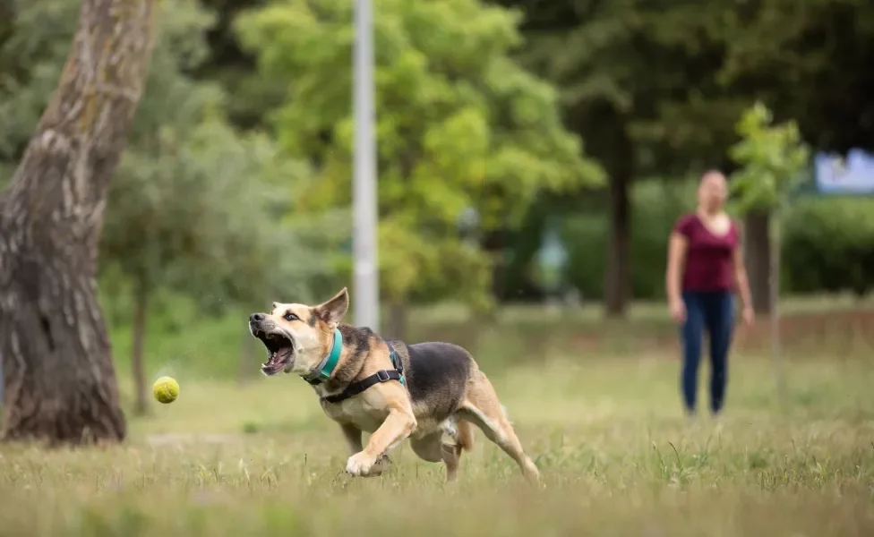 Cachorro correndo atrás de bolinha enquanto tutora aparece no fundo desfocado