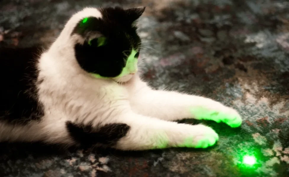 Gatinho brincando com o laser para gato