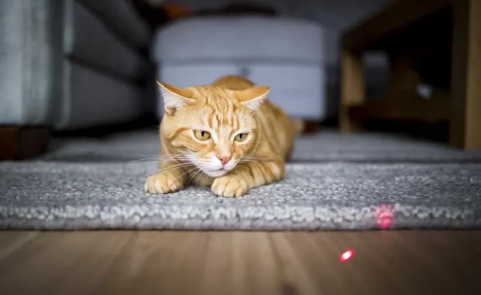 Gato concentrado olhando luz de laser no chão