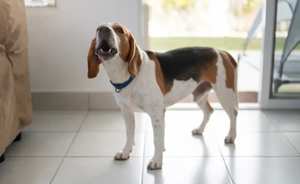 cachorro beagle latindo