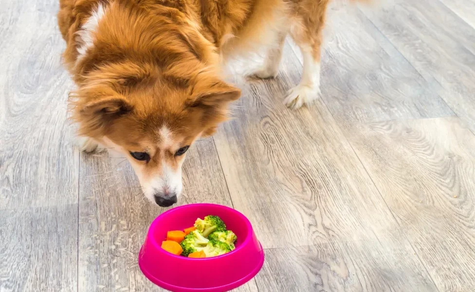 pet olhando pote com legumes para cachorro