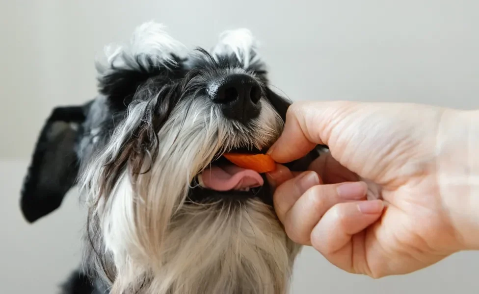 cachorro comendo cenoura