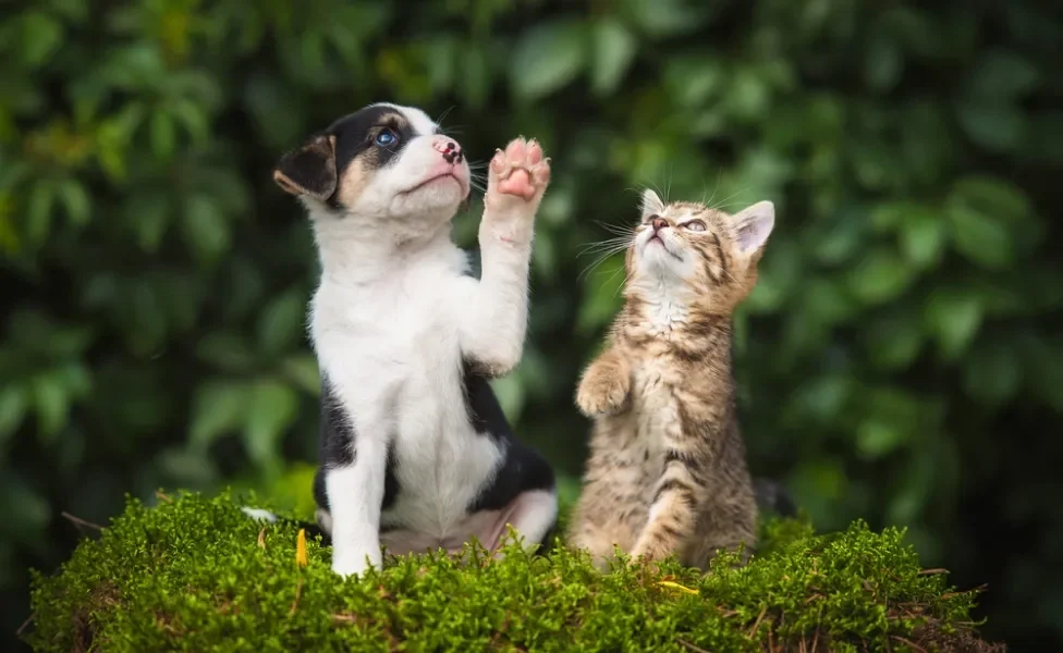 lei de maus tratos aos animais: cachorro e gato juntos