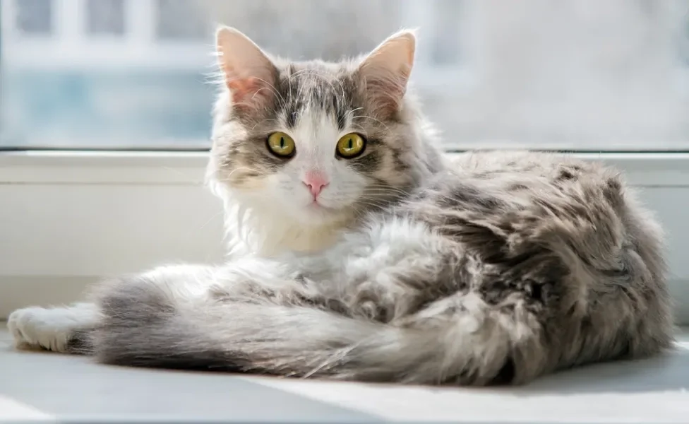 leishmaniose em gatos: gato deitado na frente da janela