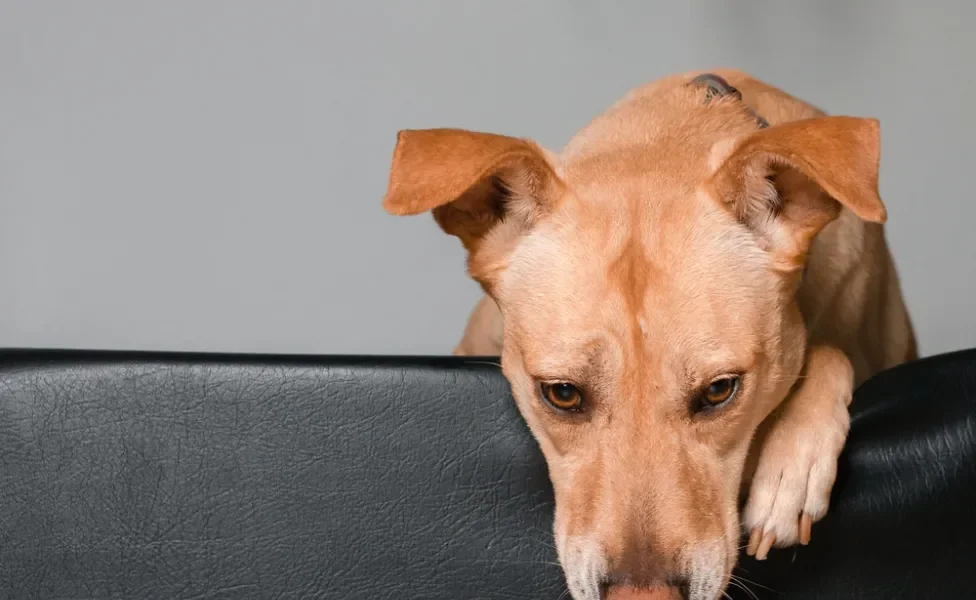 leishmaniose visceral canina: cachorro doente em cima do sofá