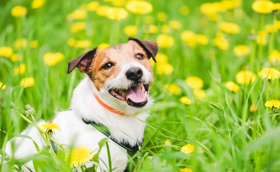 cachorro com coleira contra leishamniose canina