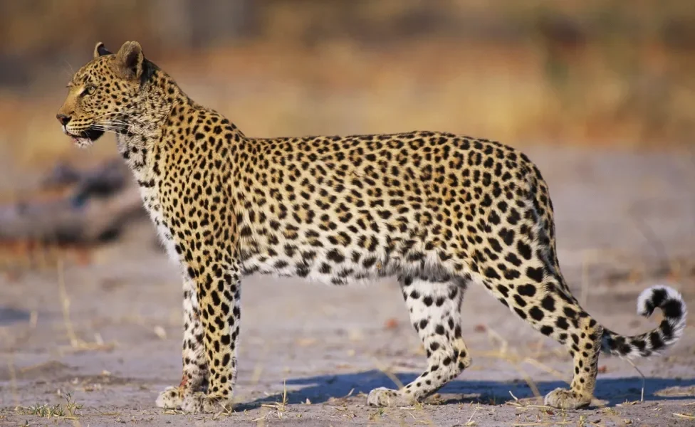 leopardo em pé e de lado na natureza