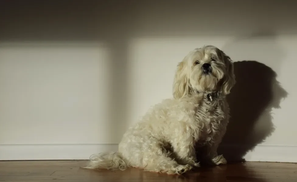 Lhasa Apso sentado dentro de casa