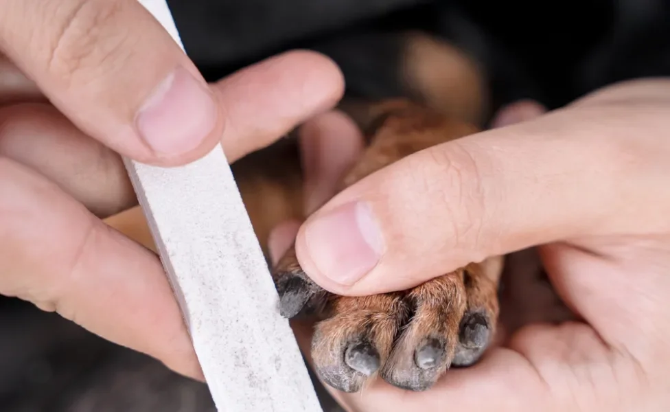 pessoa usando lixa de unha para cachorro