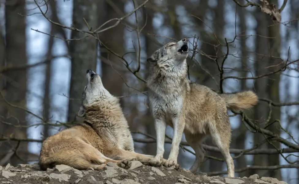 lobos uivando