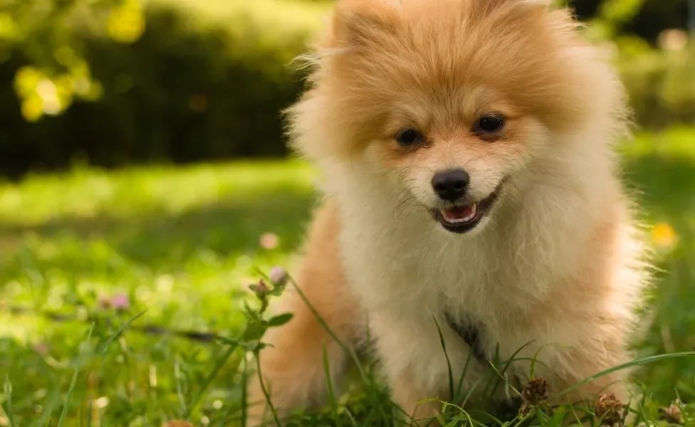 Lulu da Pomerânia sentado na grama