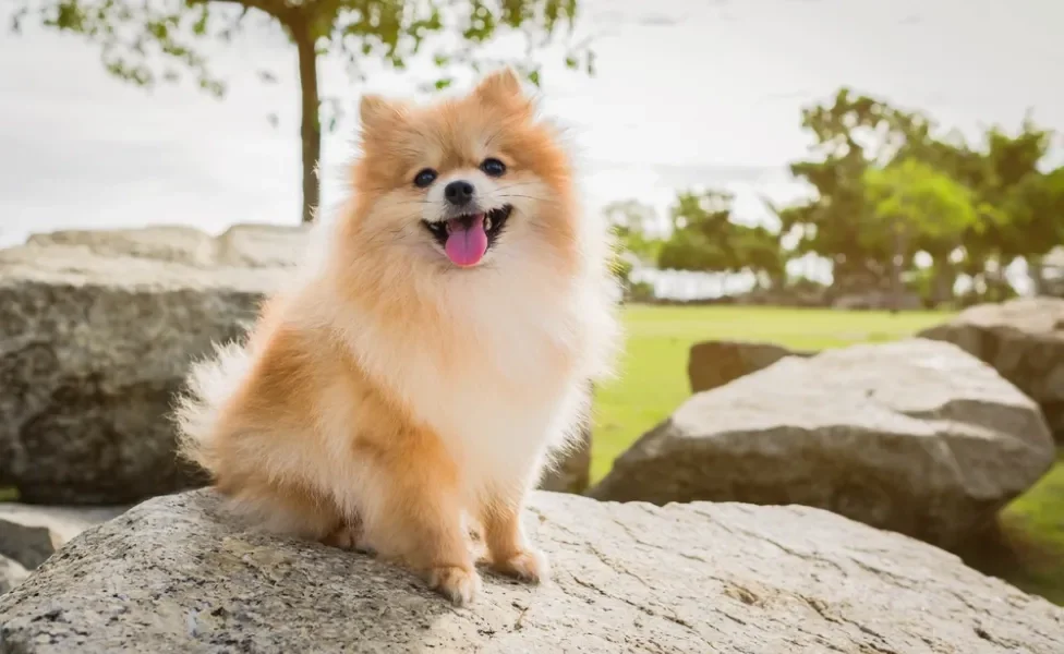 cachorro lulu da pomerânia em cima de pedra