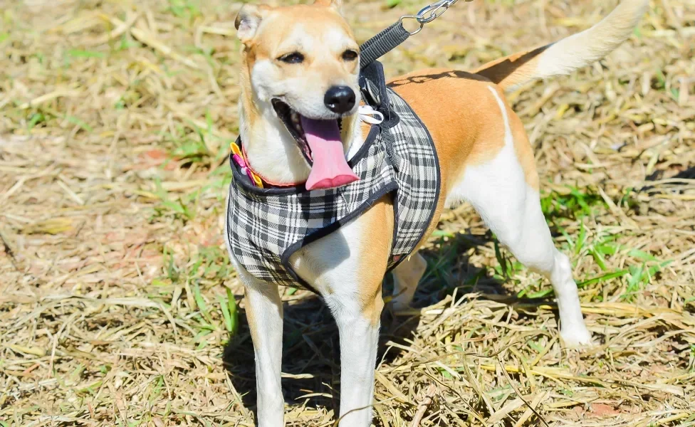 cachorro vira-lata com língua de fora