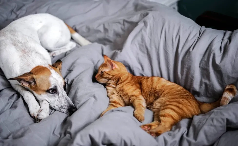 gato e cachorro deitados na cama