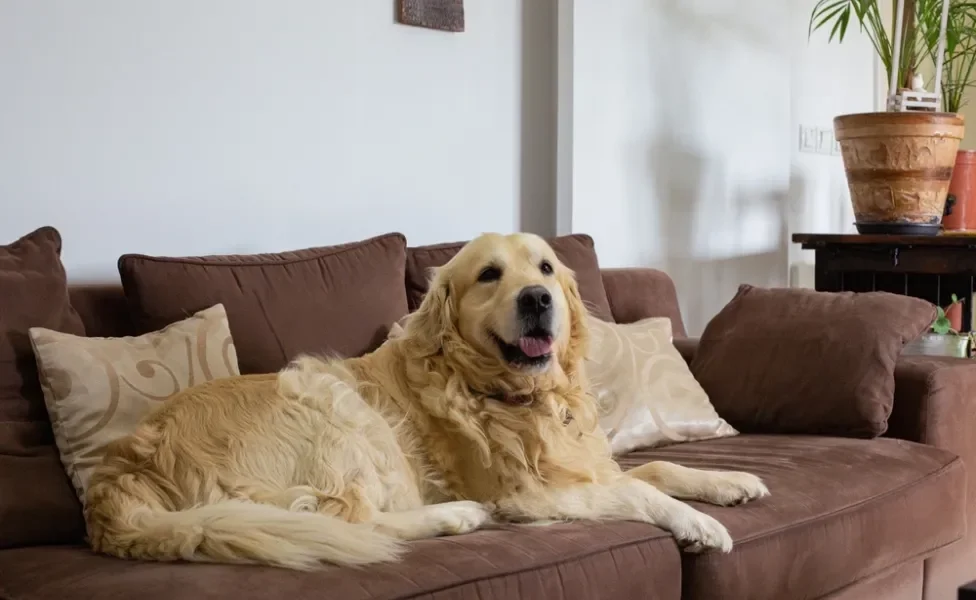 luxação de patela em cães: golden retriever em cima do sofá