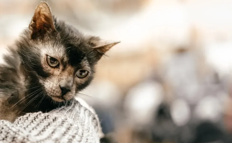 rosto de um gato sem pelo Lykoi