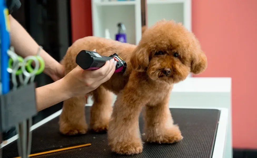 pessoa usando máquina de tosar cachorro em poodle