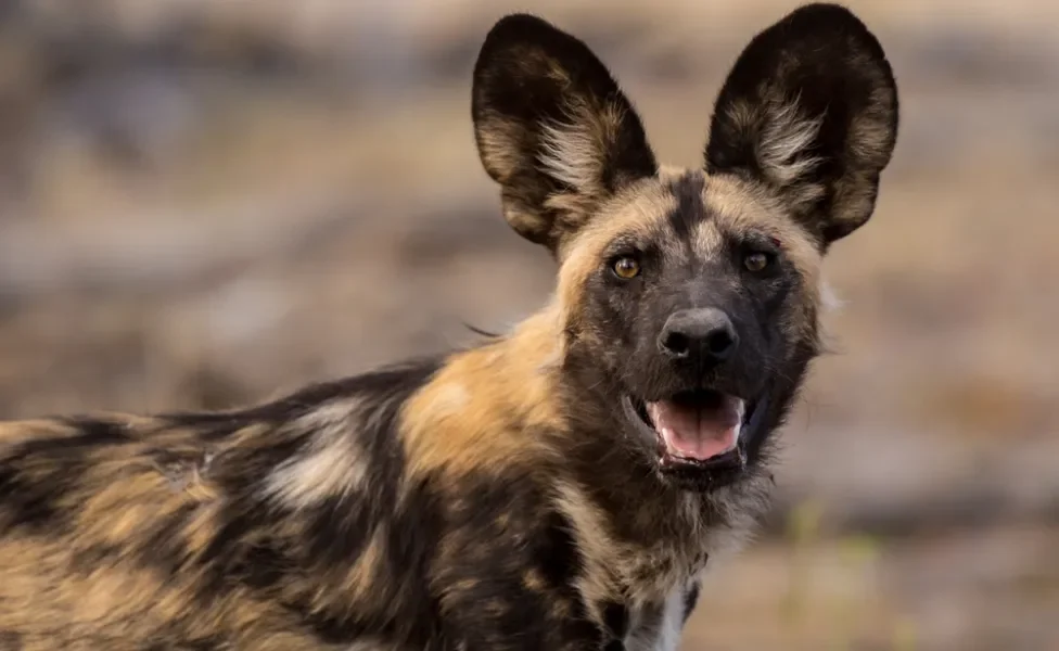 cachorro mabeco olhando para câmera