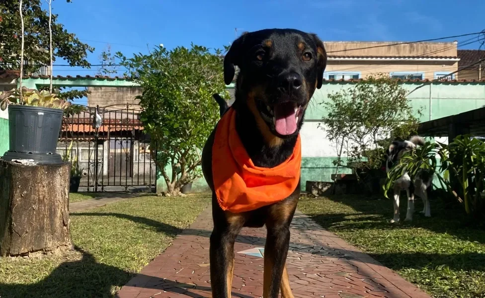 cachorro vira-lata preto com a língua de fora andando ao ar livre