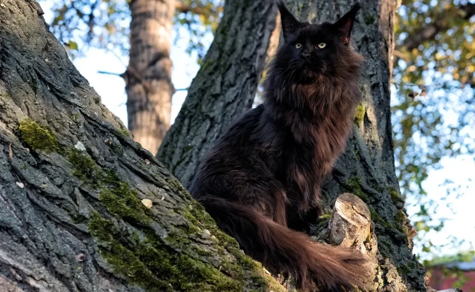 gato preto de raça em cima de árvore