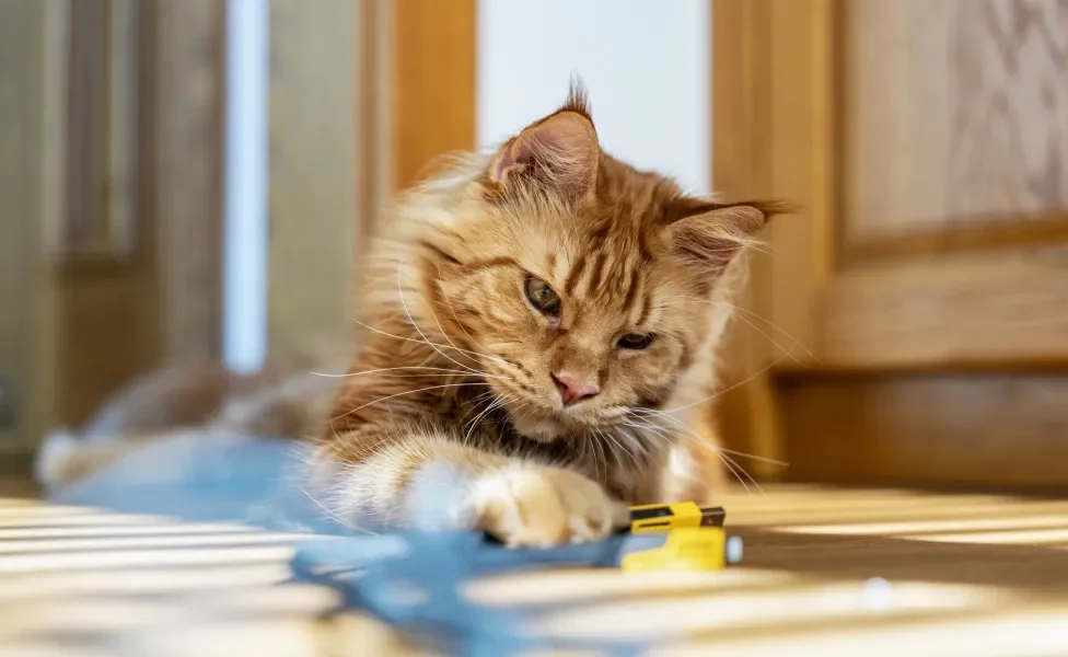 Maine Coon brincando