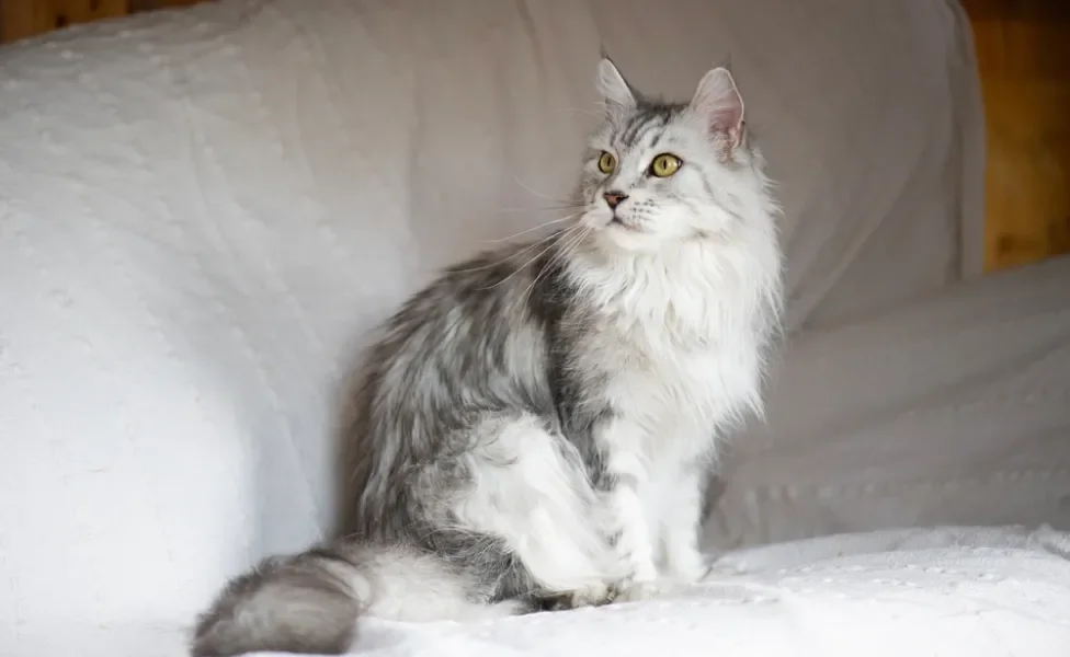 gato peludo da raça Maine Coon sentado no sofá