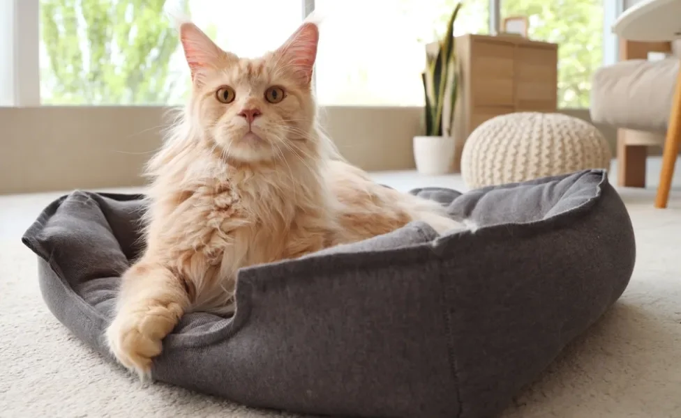 Maine Coon deitado em cama de gato