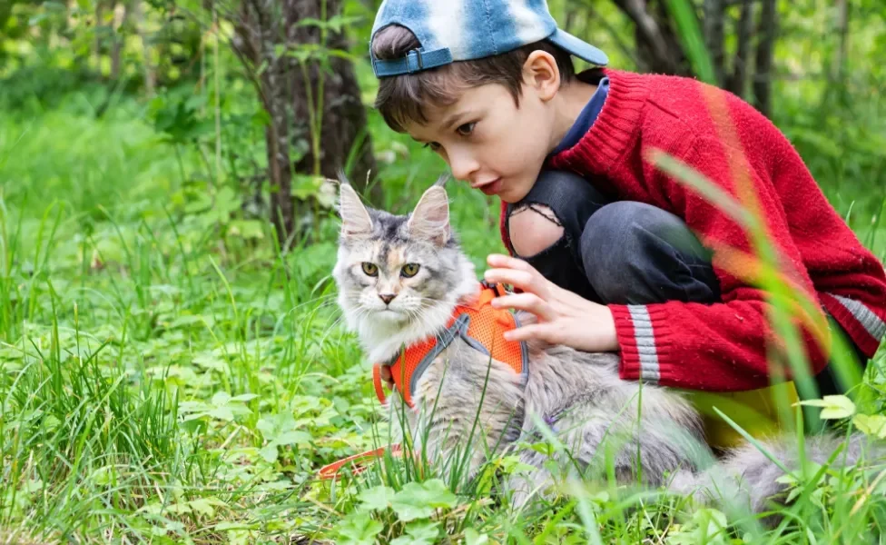 Maine Coon de coleira ao ar livre com criança