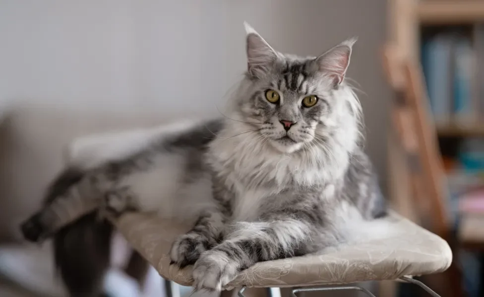 Maine Coon deitado em tábua de passar roupa