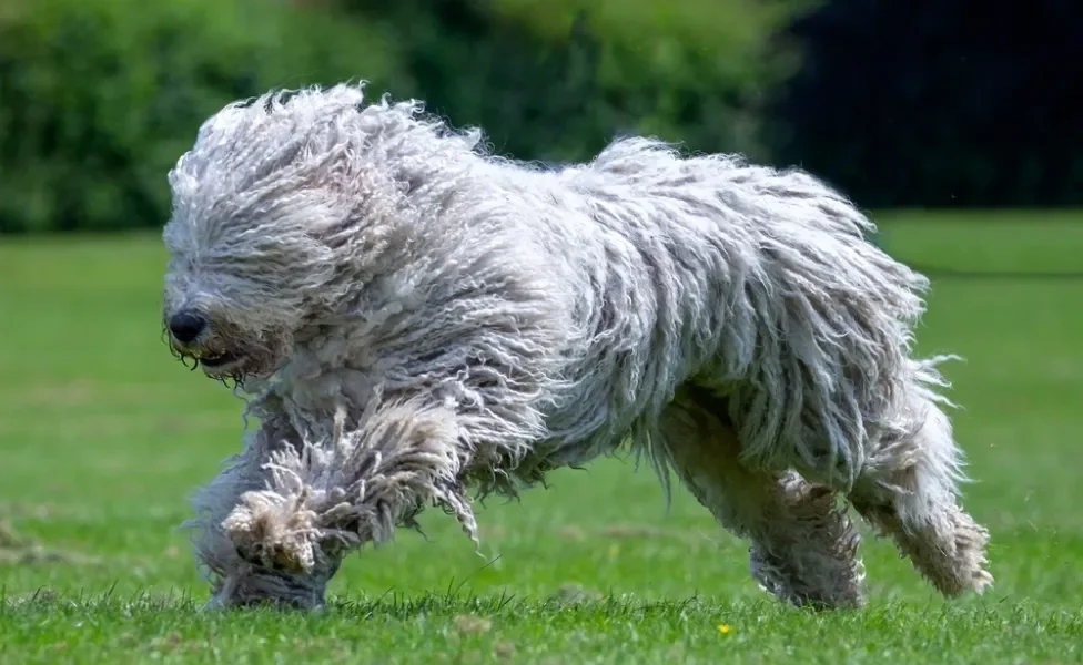 Komondor correndo ao ar livre