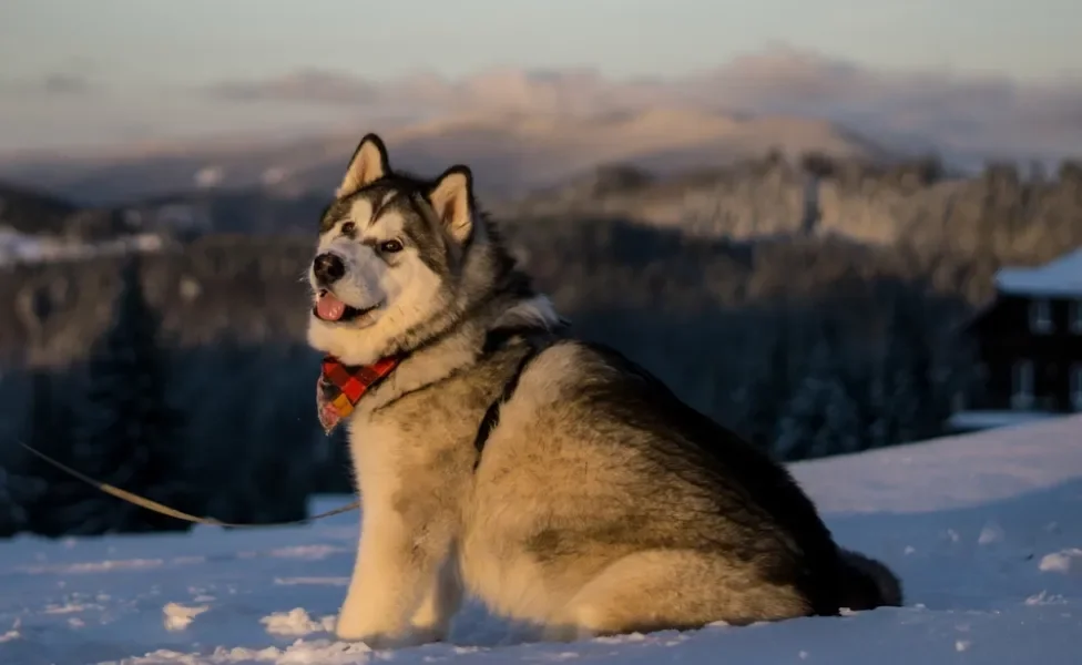 Malamute do Alssca sentado ao ar livre