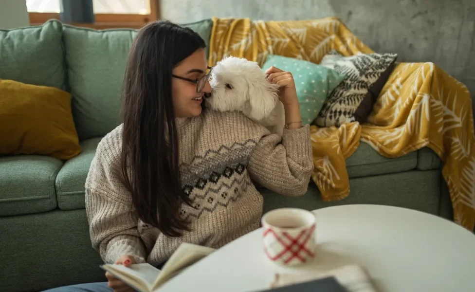 Maltês lambendo rosto de tutora