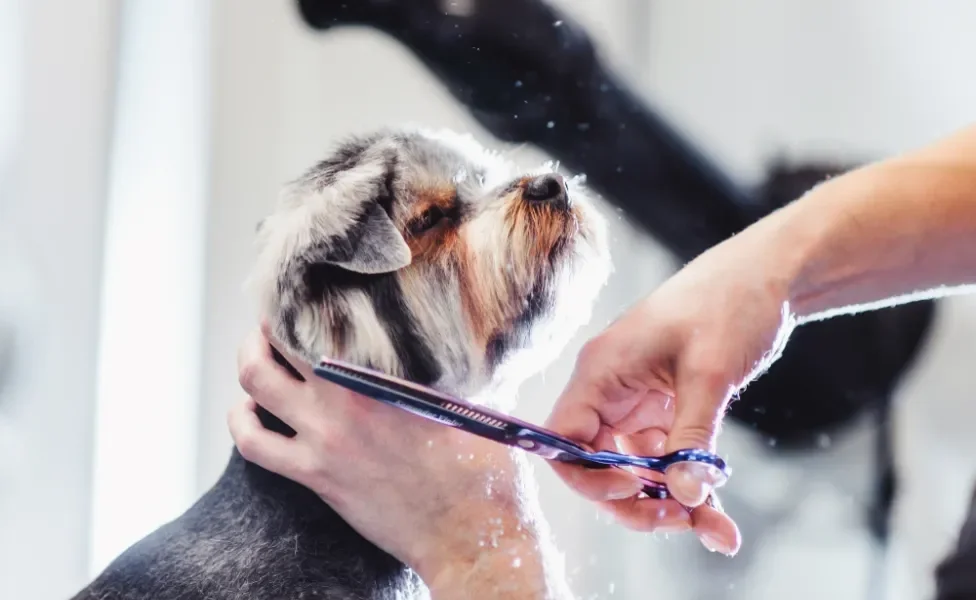 pessoa cortando pelo dos cachorro