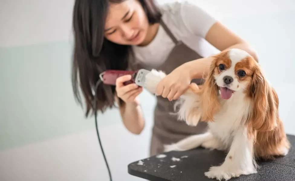 Mulher tosando pelo de cachorro com máquina