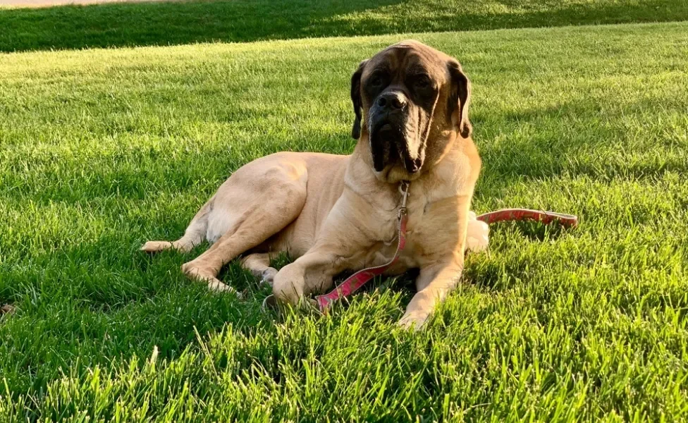 Mastiff Inglês sentado na grama