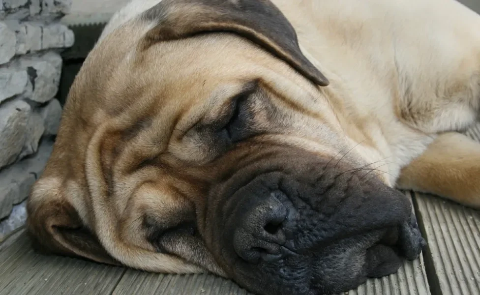 Mastiff Inglês dormindo