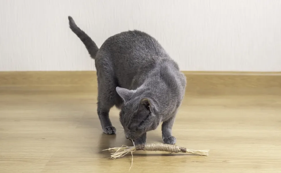 gato cheirando matatabi