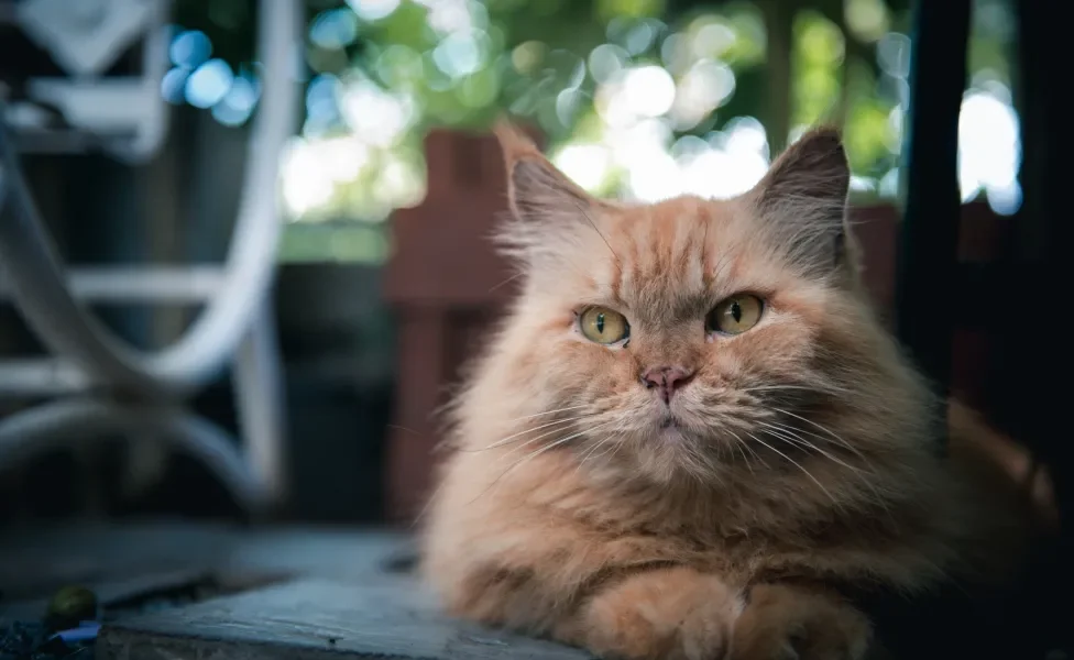 Gato Persa em destaque com fundo desfocado