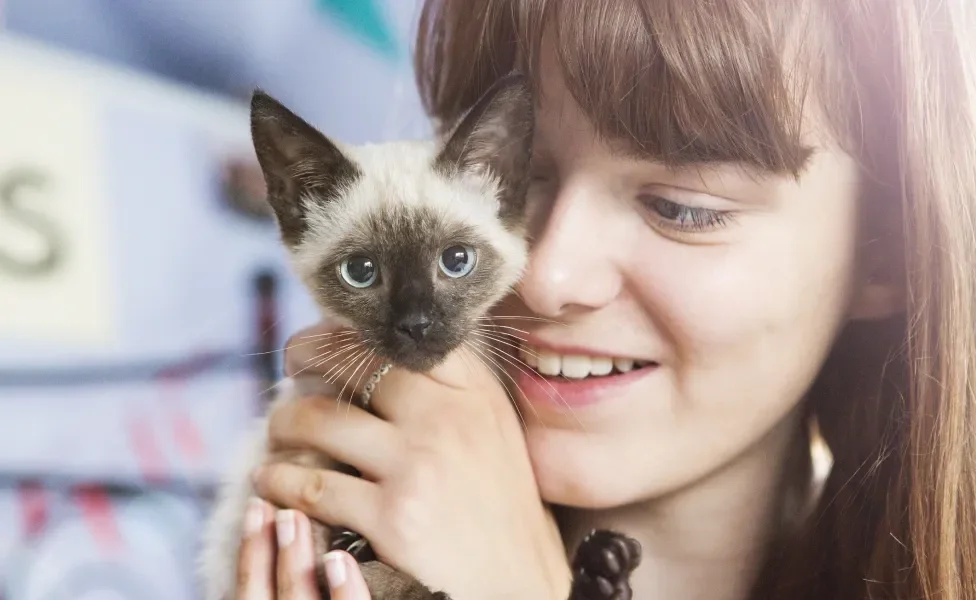 Gato Siamês filhote segurado por menina