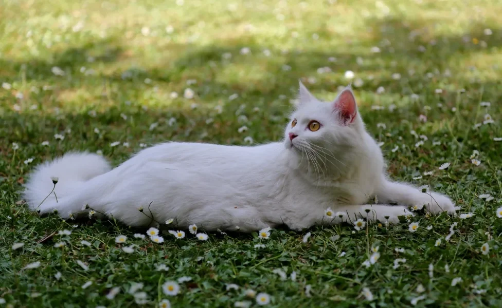 Gato Angorá deitado no gramado florido