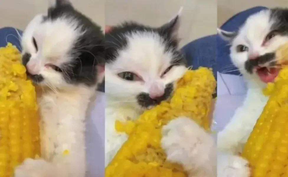 gato filhote comendo espiga de milho