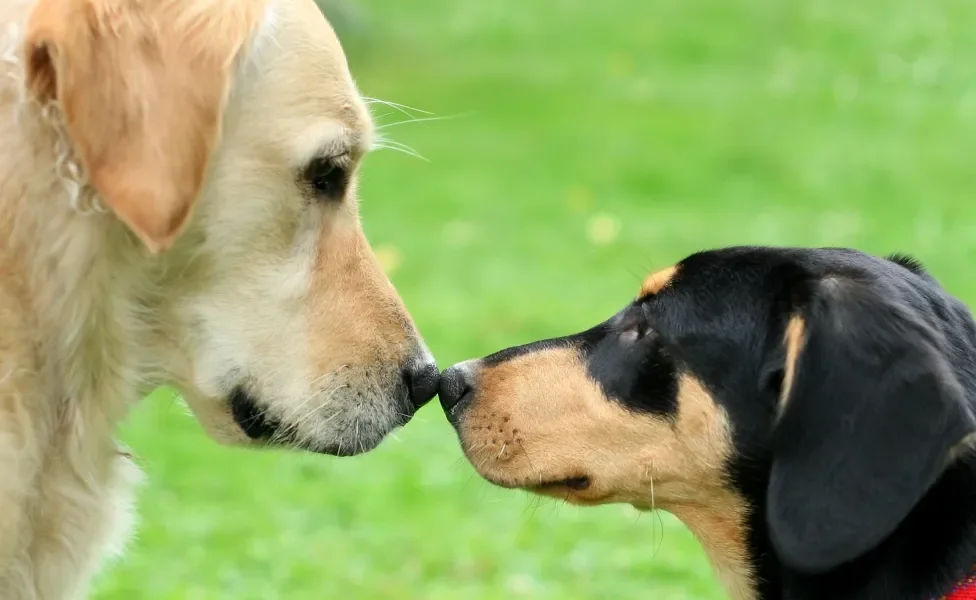 Dois cachorros se cheirando com gramado ao fundo