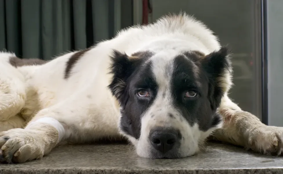 meu cachorro comeu lagartixa: cachorro doente deitado no chão