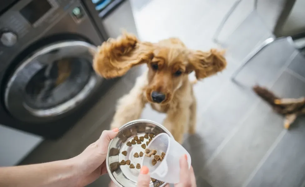 cachorro pulando em pote de ração