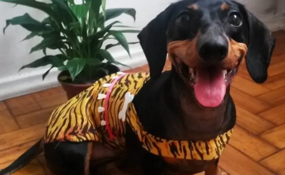 Cadela sorridente usando fantasia de carnaval