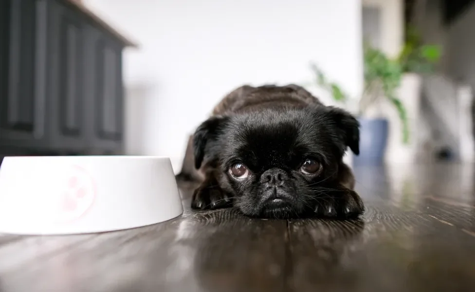 Cachorro preto apático ao lado do pote de comida