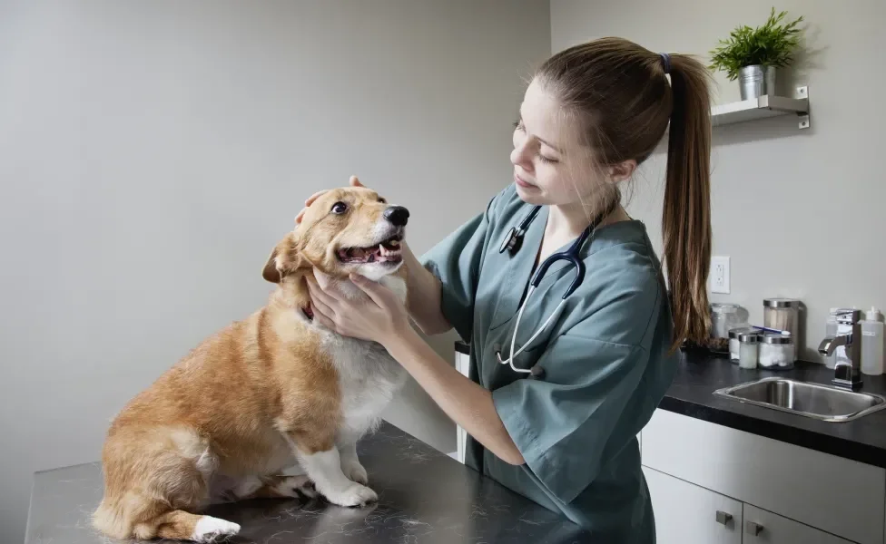 Veterinária cuida de cachorro feliz na bancada de seu consultório