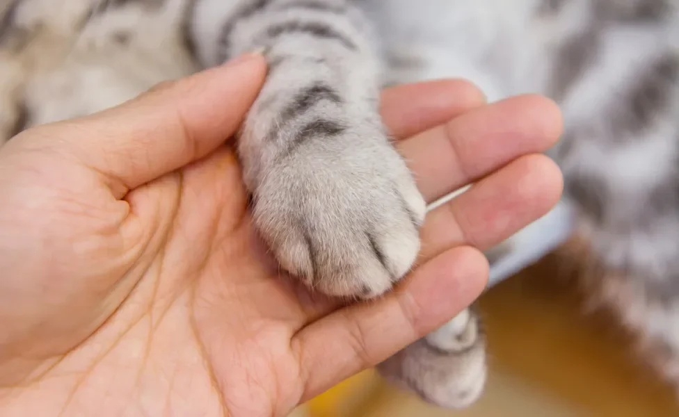 Patinha de gato cinza na mão de pessoa