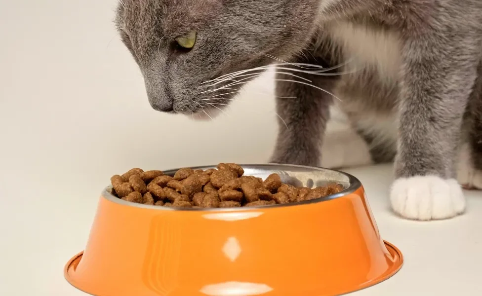 Gato cinza de perfil olhando para ração dentro de pote laranja