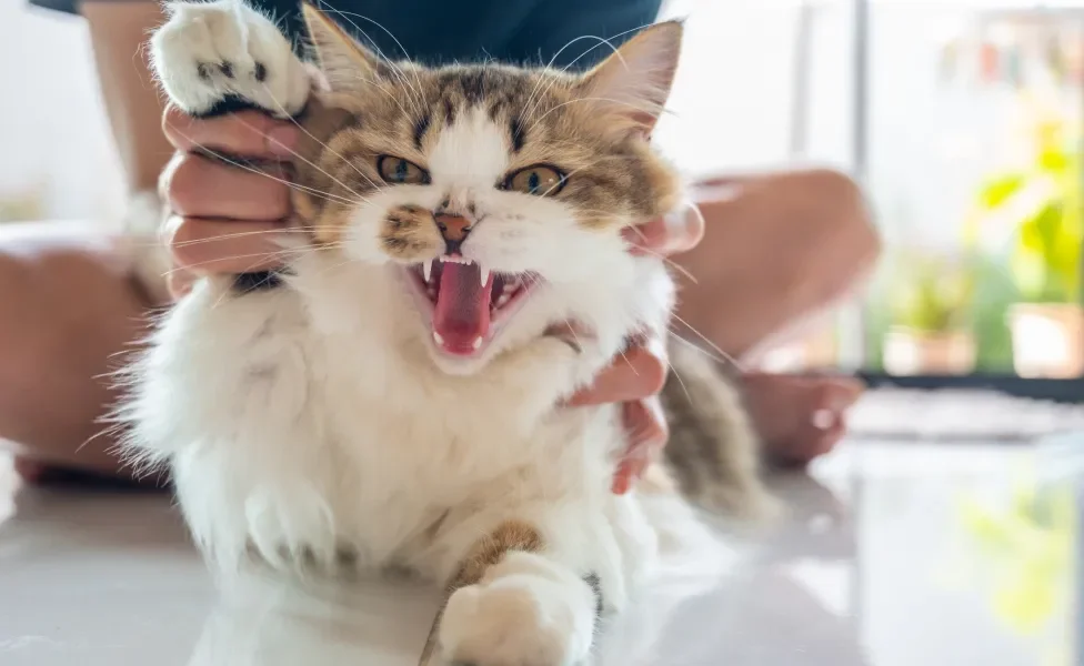 gato miando enquanto tutora segura ele